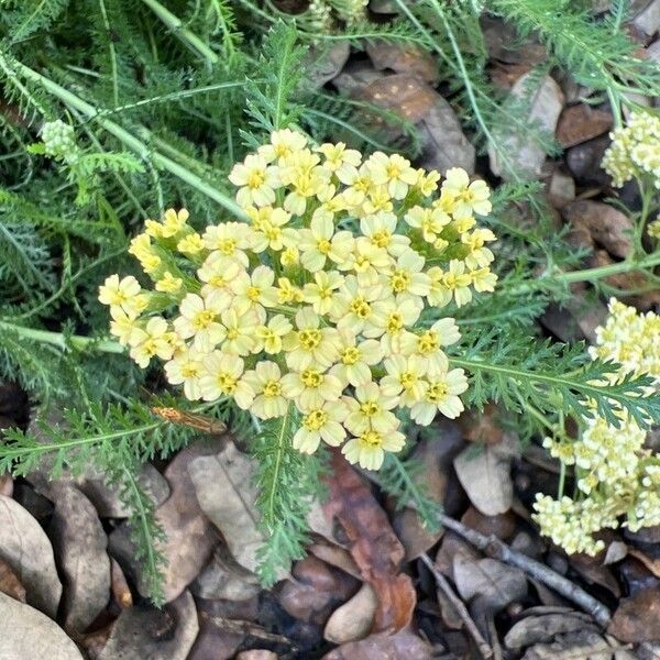 Achillea crithmifolia 花