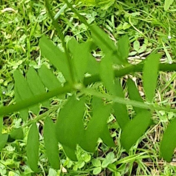 Vicia hirsuta बार्क (छाल)