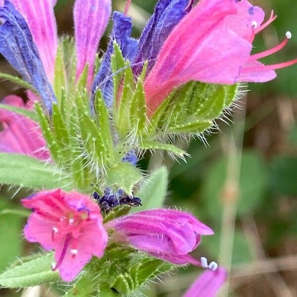 Echium rosulatum Flower