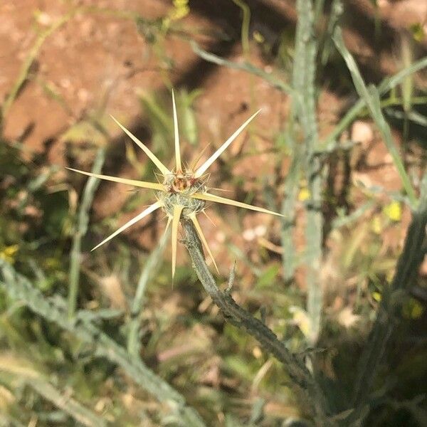 Centaurea solstitialis 其他