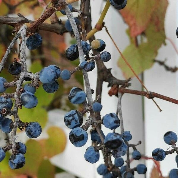 Vitis coignetiae Fruchs