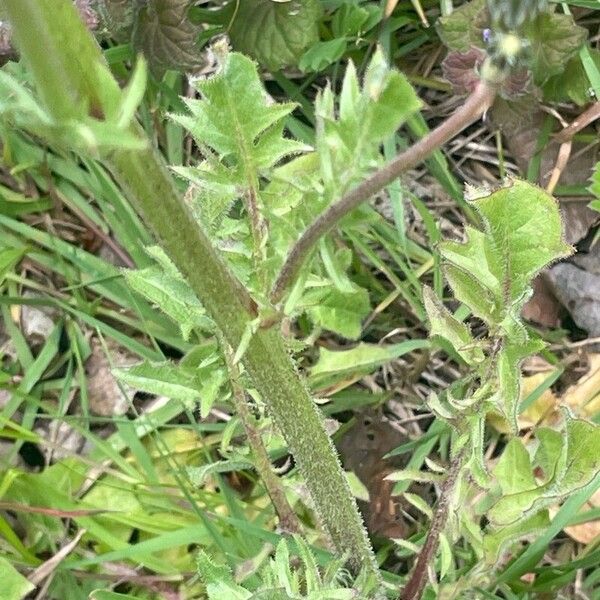 Crepis vesicaria Vekstform