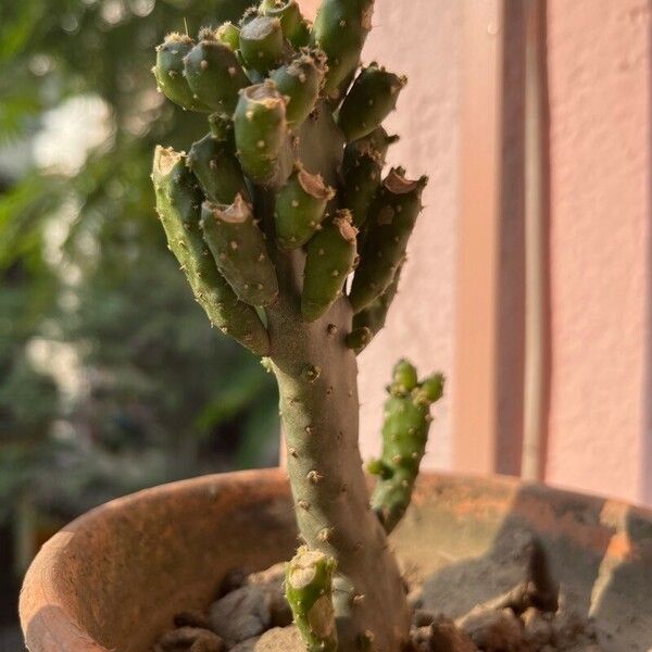 Opuntia monacantha Blad