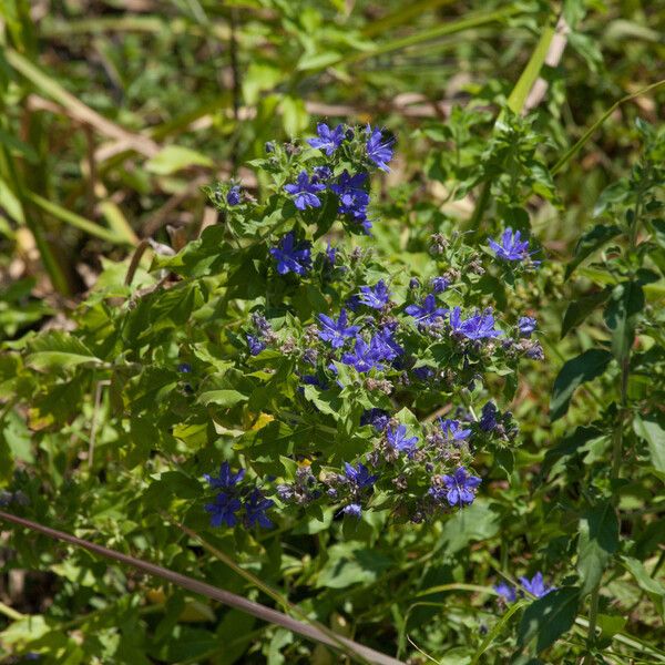 Hydrolea ovata (Ovate false fiddleleaf)