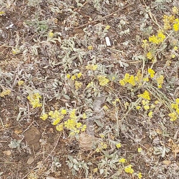 Helichrysum arenarium Blomst