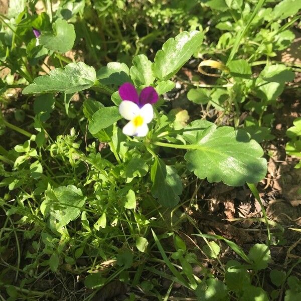 Viola tricolor Цветок