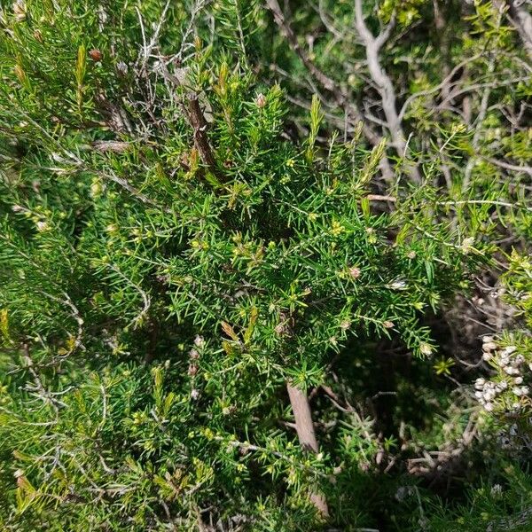 Erica arborea Leaf