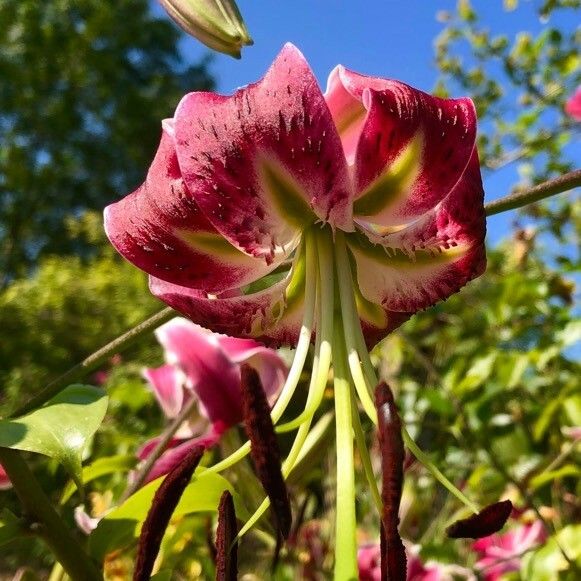 Lilium martagon Кветка