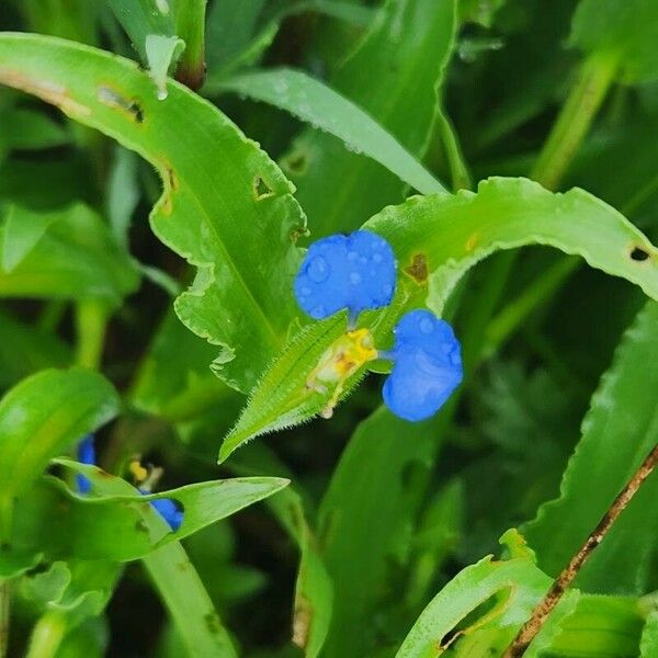 Commelina forskaolii Цветок