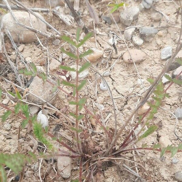 Sanguisorba minor ഇല