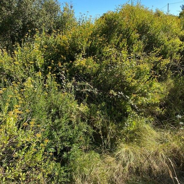 Bupleurum fruticosum Habit