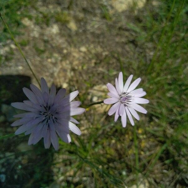 Scorzonera purpurea Цветок