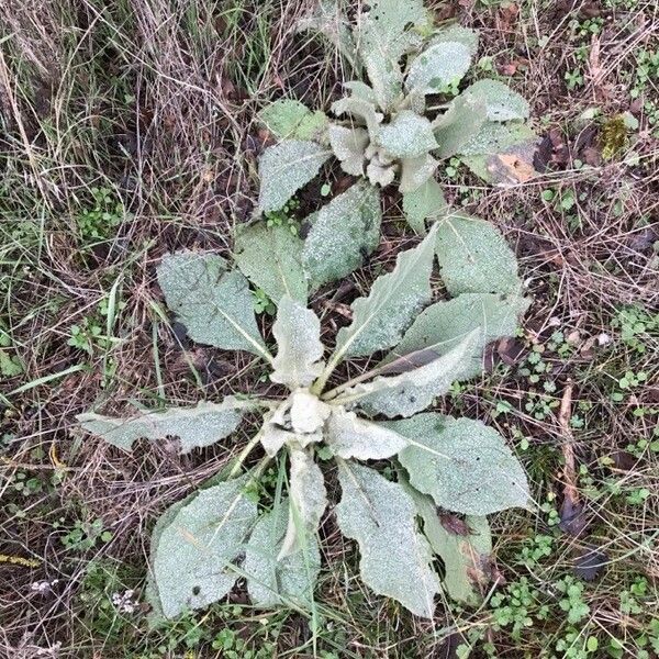 Verbascum boerhavii Yaprak