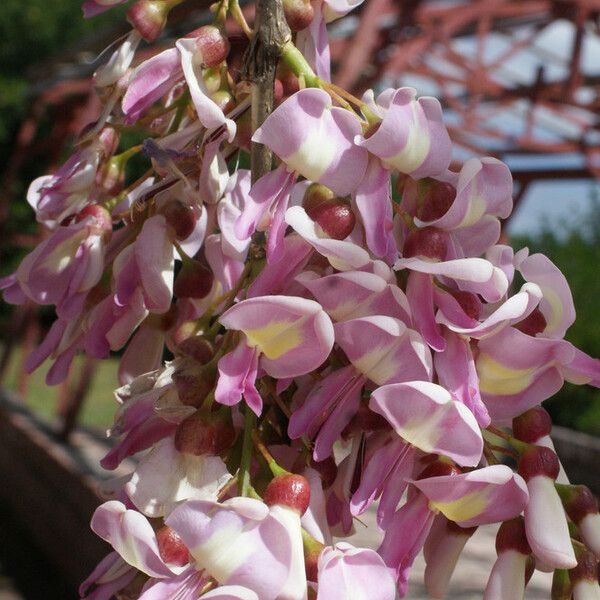 Lonchocarpus heptaphyllus Flower