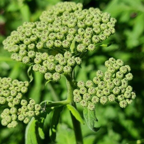 Tanacetum macrophyllum Цвят