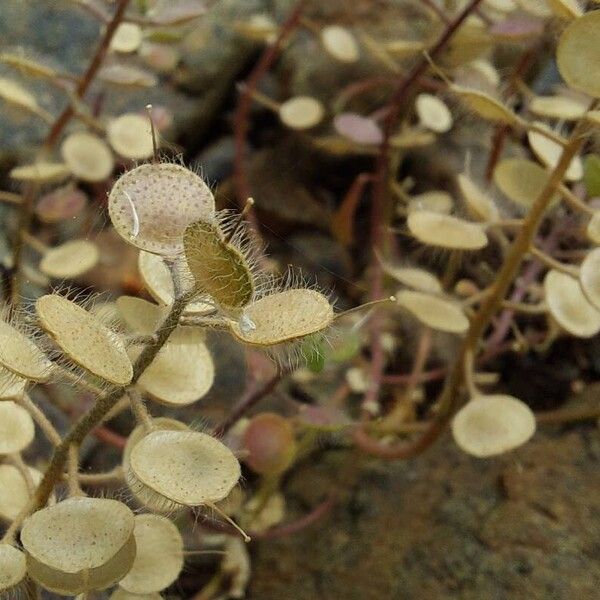 Alyssum simplex 果實