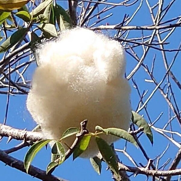 Ceiba pentandra Fruit