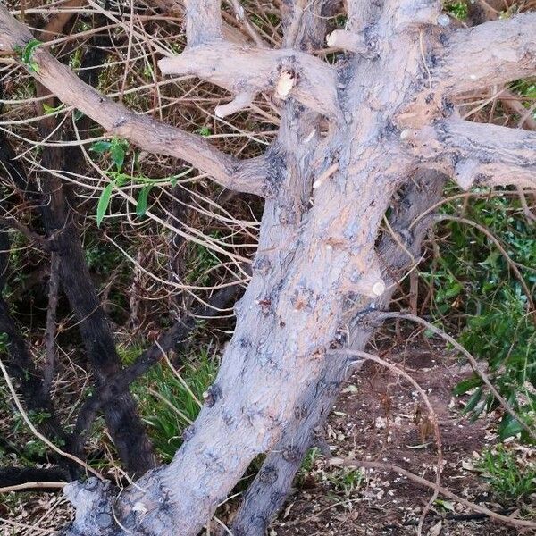 Myoporum laetum Bark