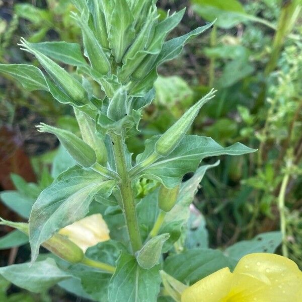 Oenothera parviflora برگ