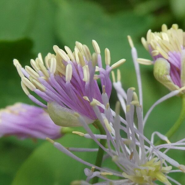 Thalictrum aquilegiifolium Flower