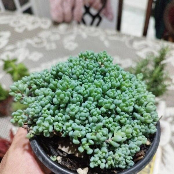 Sedum dasyphyllum 叶