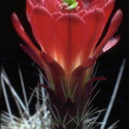 Echinocereus triglochidiatus 花