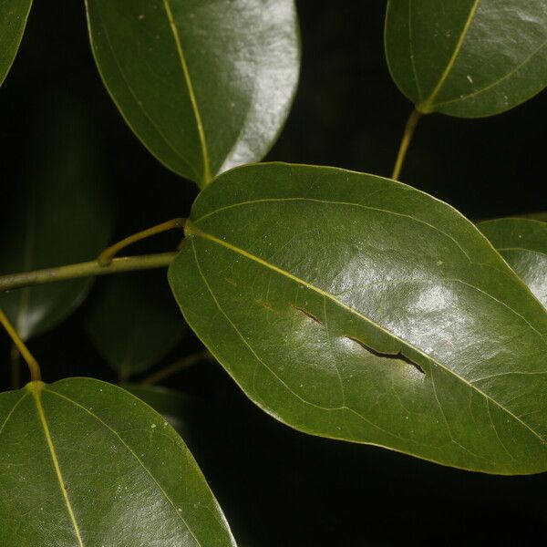 Anomospermum reticulatum पत्ता