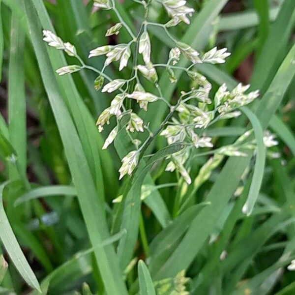 Poa annua പുഷ്പം