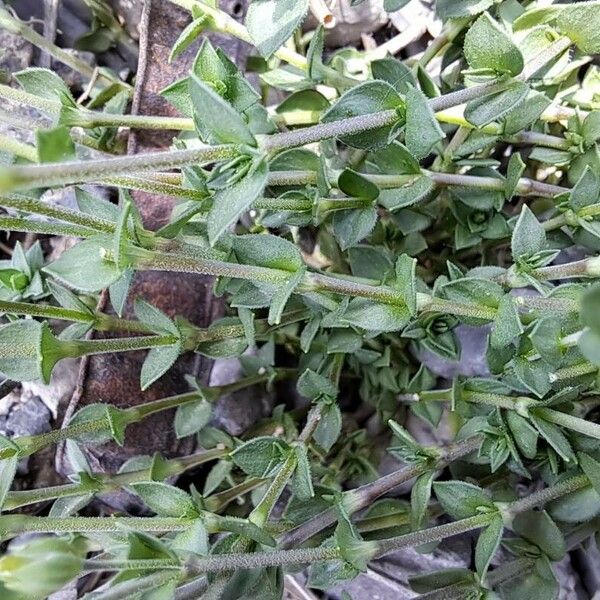 Arenaria serpyllifolia Hoja