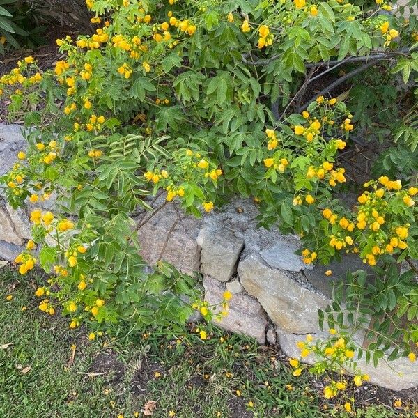 Senna occidentalis Hábitos