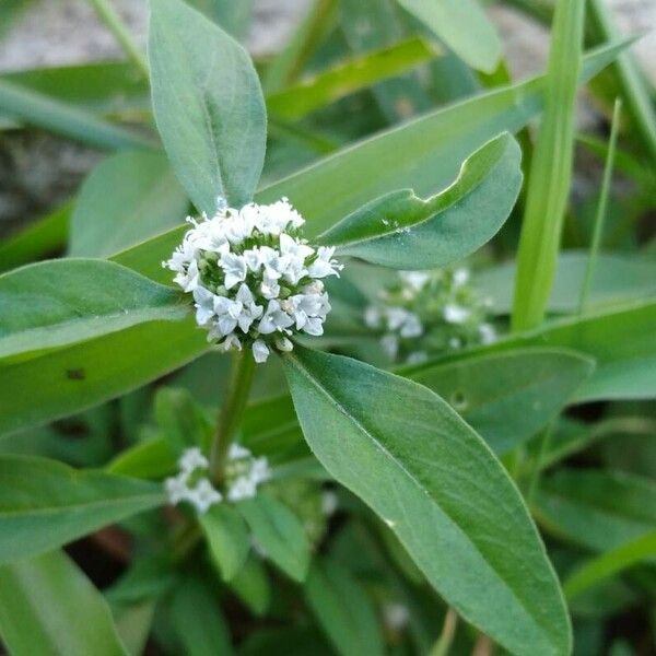 Mitracarpus hirtus Flors