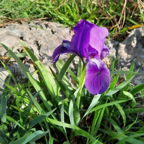 Iris pumila عادت داشتن