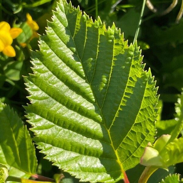 Alnus alnobetula Deilen