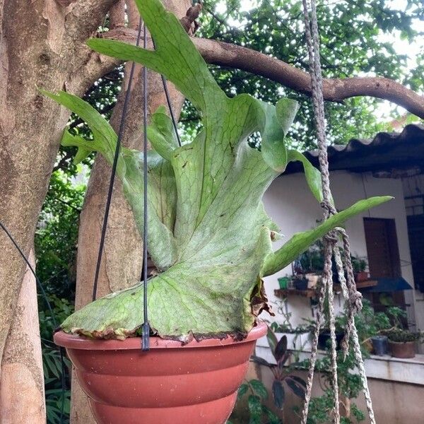 Platycerium bifurcatum Leaf