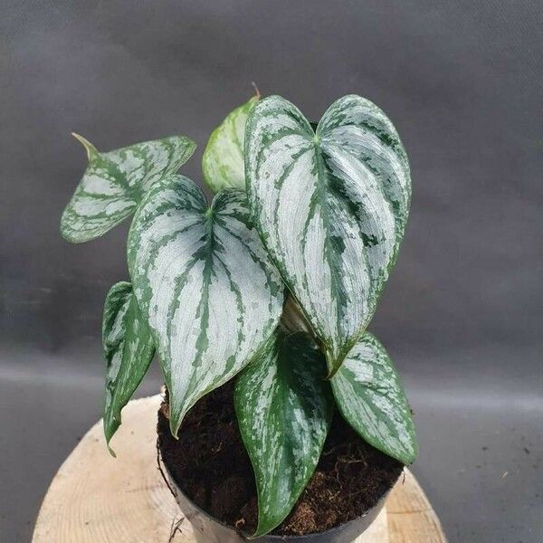 Philodendron brandtianum Blatt