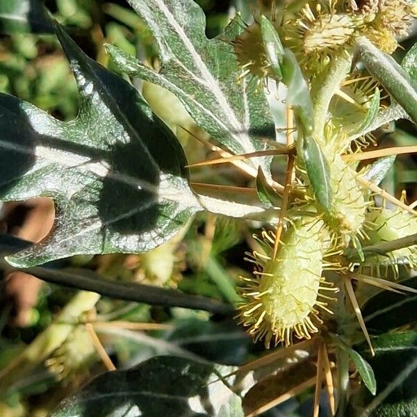 Xanthium spinosum 果