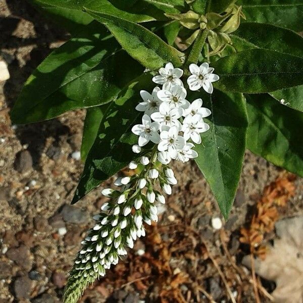 Lysimachia clethroides Flower