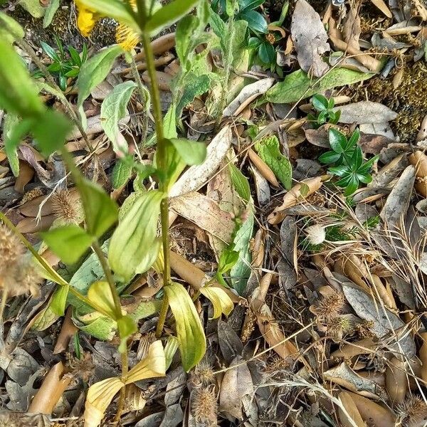 Centaurium erythraea পাতা