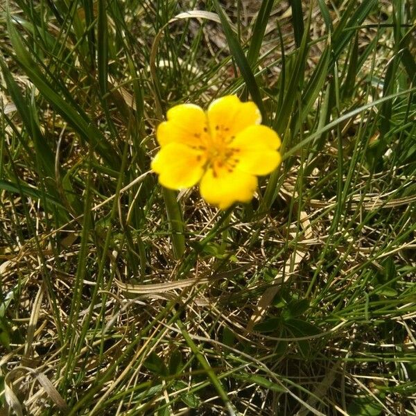 Potentilla aurea Fleur