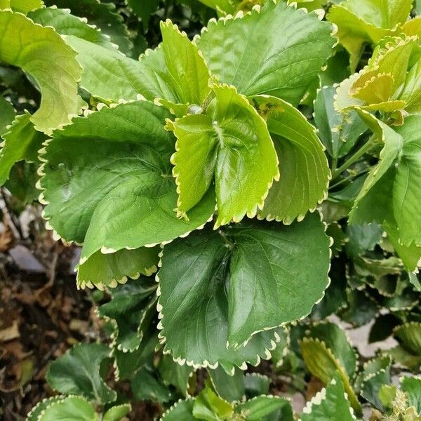 Acalypha wilkesiana Φύλλο