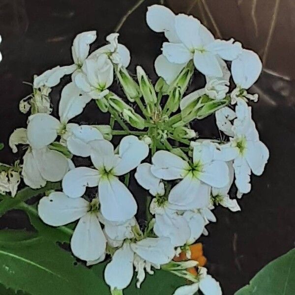 Hesperis matronalis Цветок