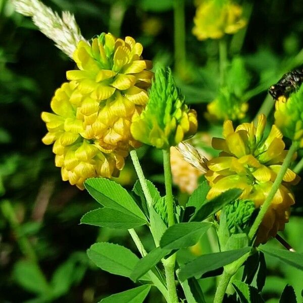 Trifolium aureum Кветка