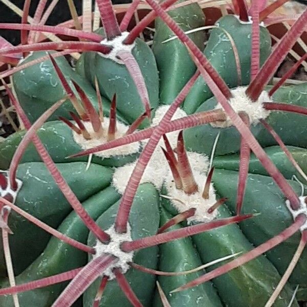 Ferocactus emoryi Fulla