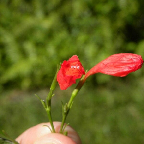 Ruellia brevifolia Lorea