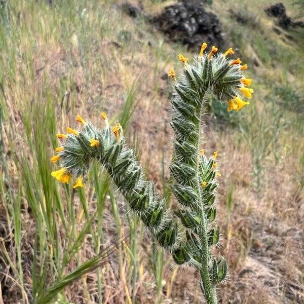 Amsinckia menziesii Blomst