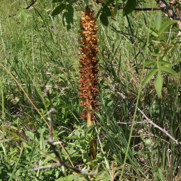 Orobanche elatior Virág