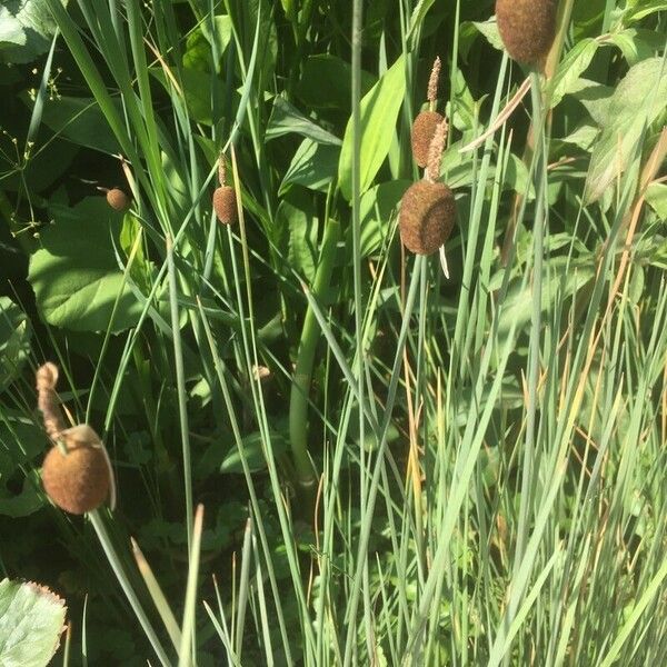 Typha minima Fruit