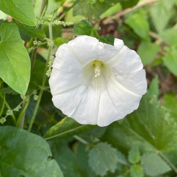 Convolvulus sepium Flor