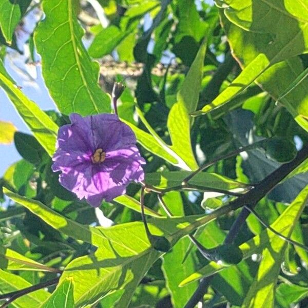 Solanum aviculare Květ