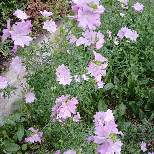 Malva alcea Hábito